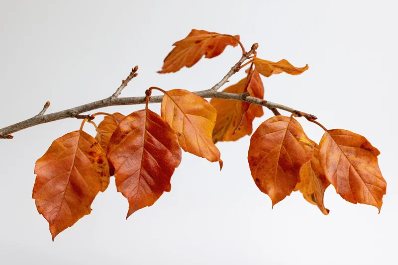 A single deciduous tree branch with autumn leaves clinging to it against a plain white background