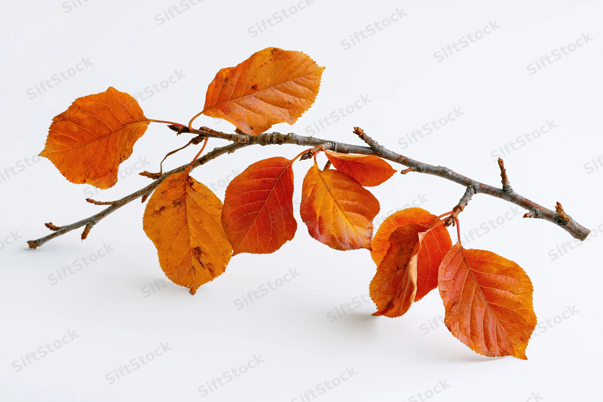 A single deciduous tree branch with autumn leaves clinging to it against a white background