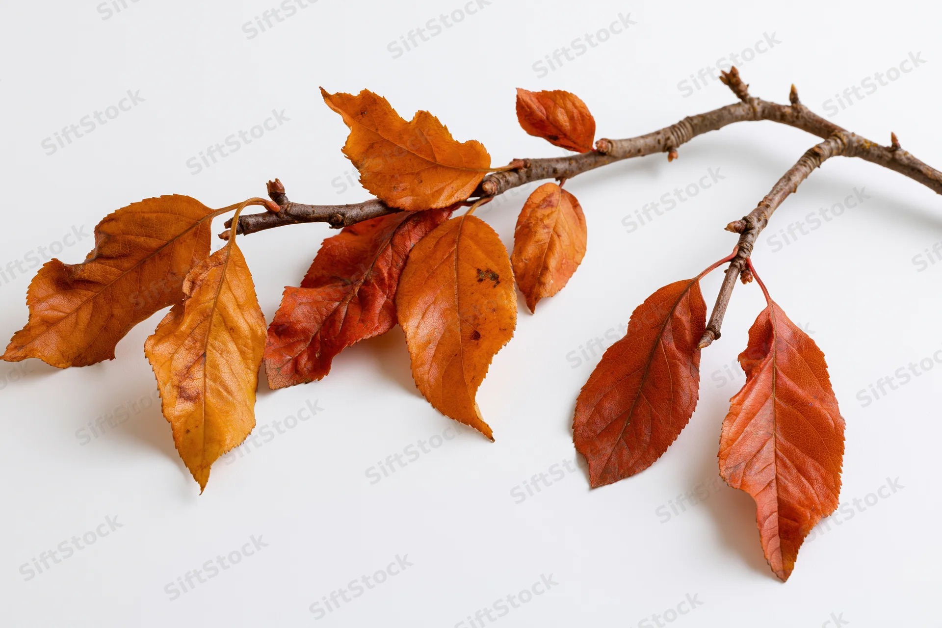 A single deciduous tree branch with autumn leaves clinging to it on a white background
