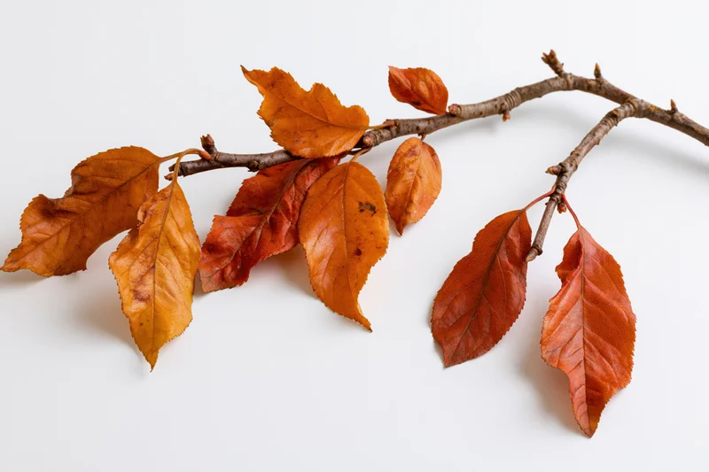 A single deciduous tree branch with autumn leaves clinging to it on a white background