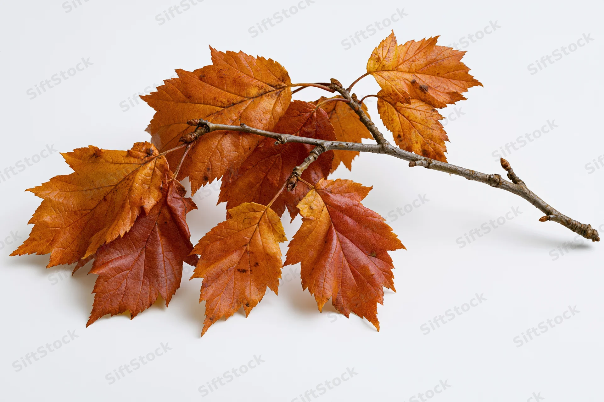 A single deciduous tree branch with autumn leaves clinging to it against a white background