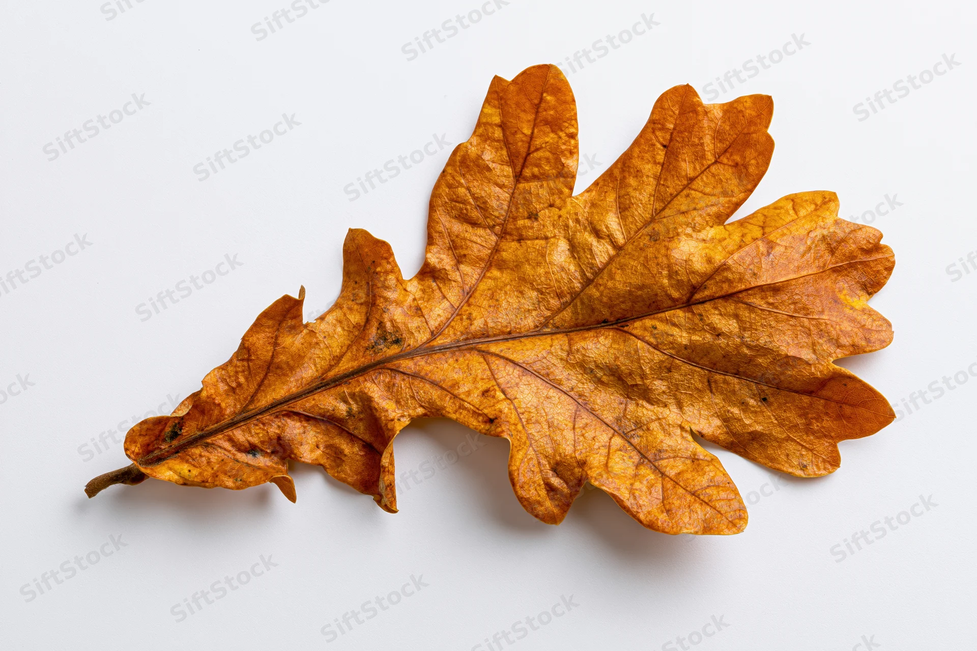 Dried oak leaf lying flat on white surface