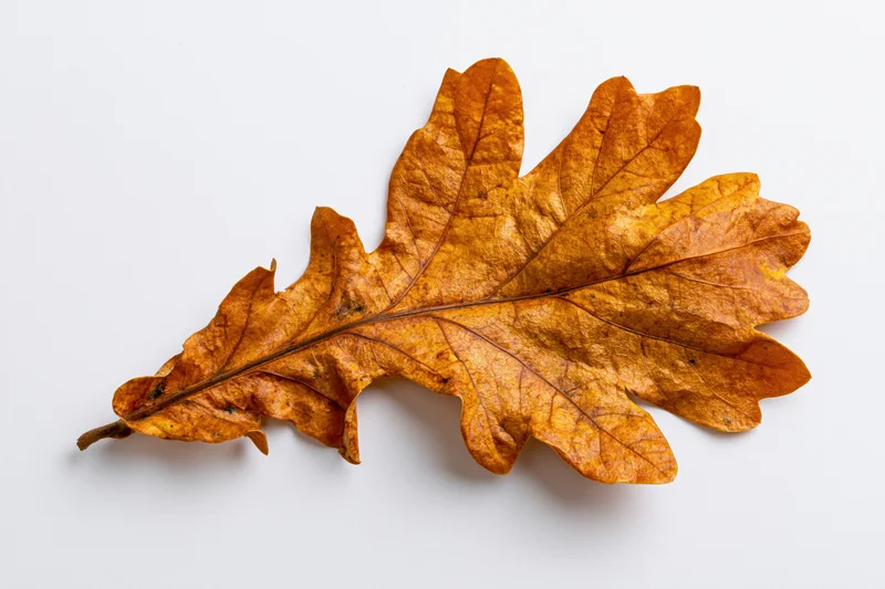 Dried oak leaf lying flat on white surface