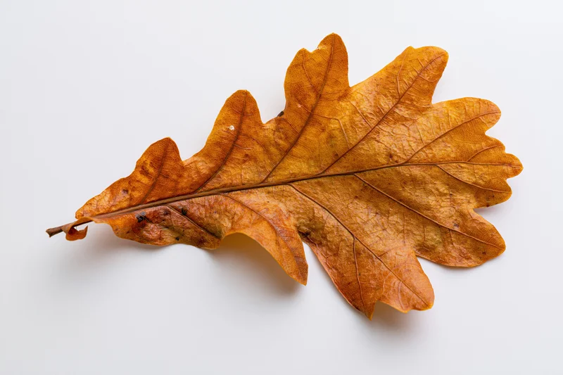 Dried oak leaf lying flat on white background