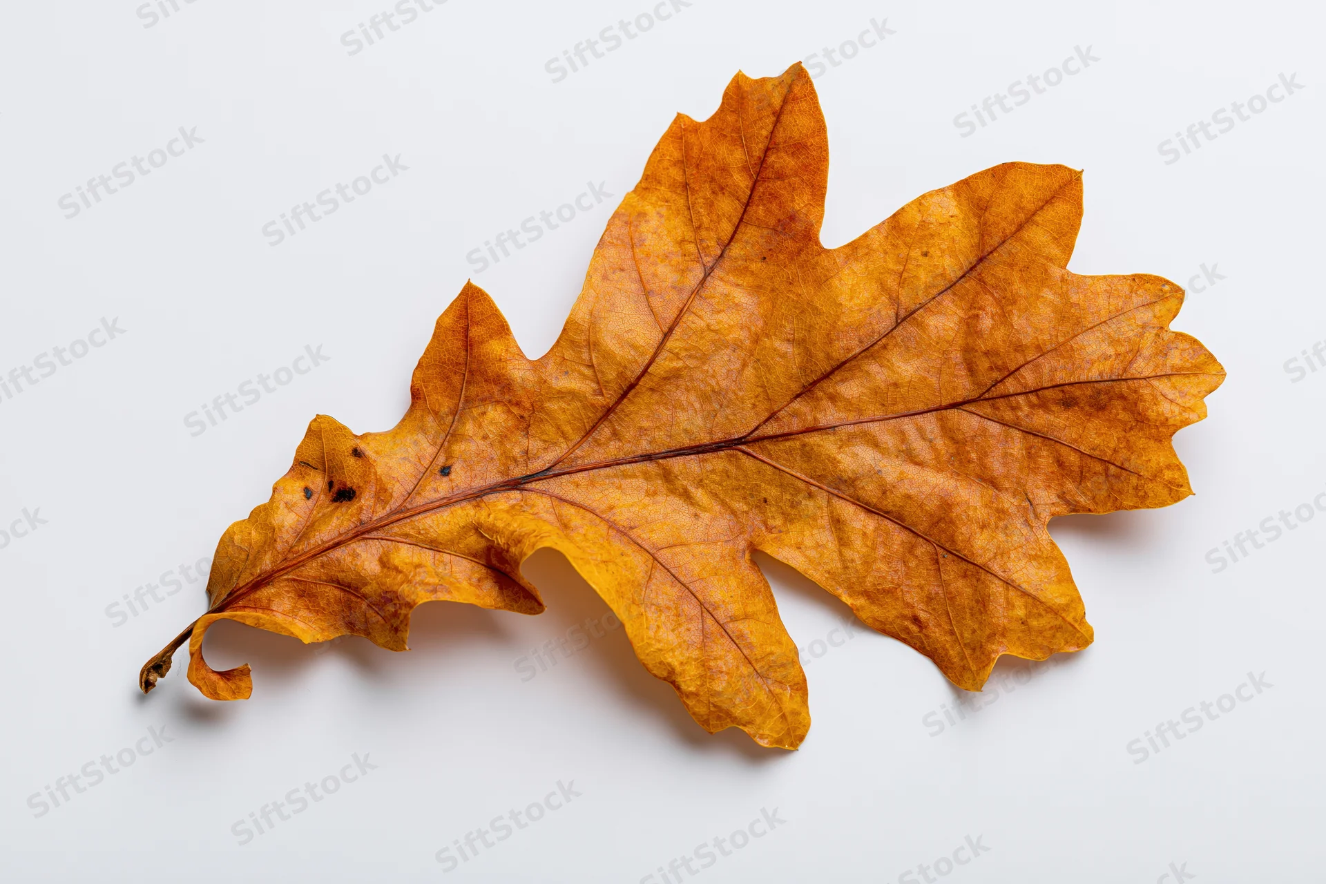 Dried oak leaf lying flat on white surface