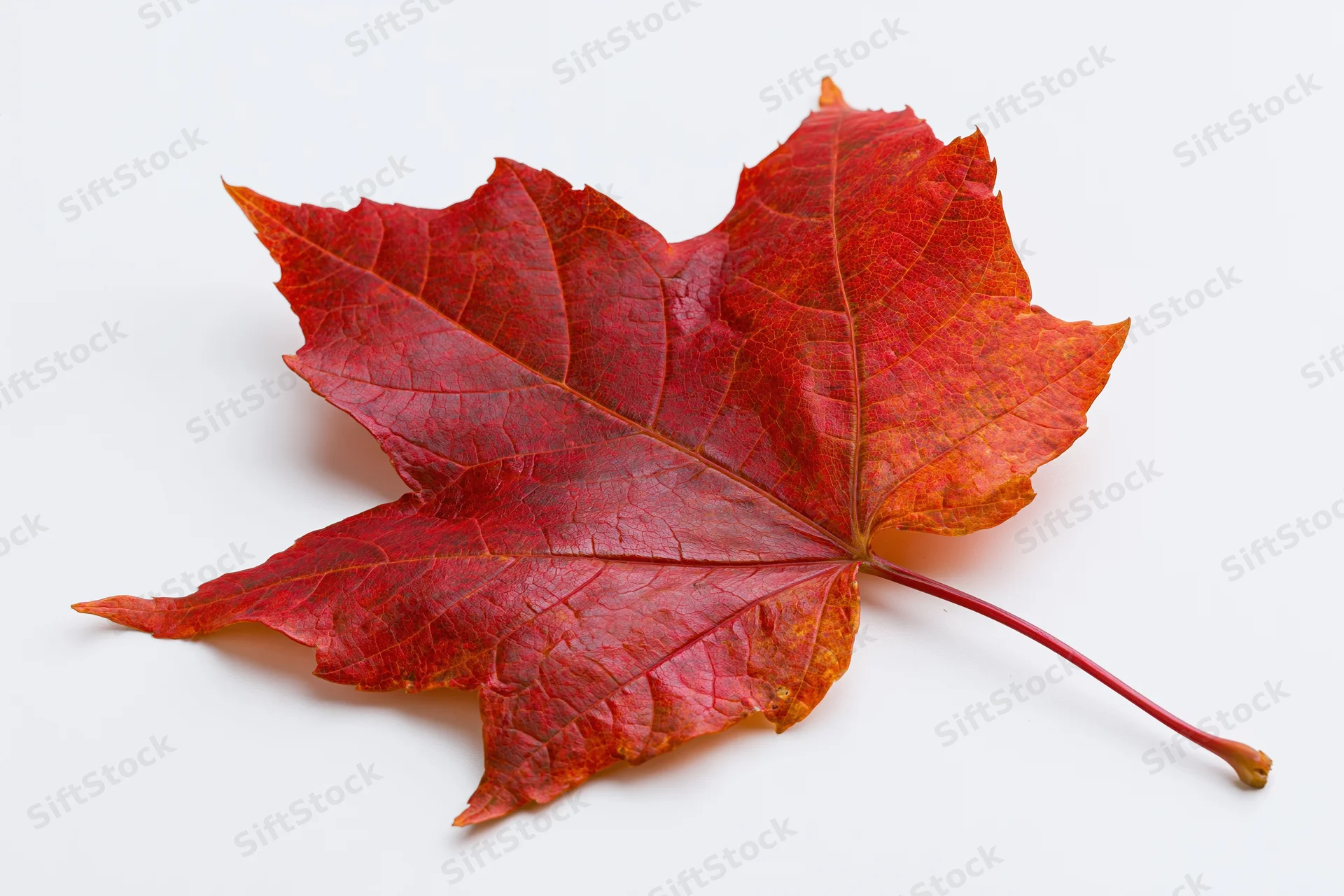 Single red maple leaf lying flat on white background
