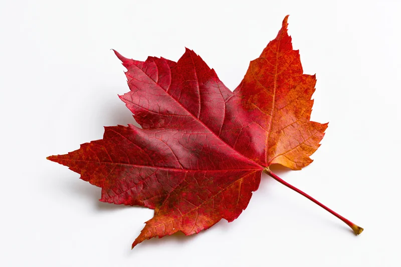 Single red maple leaf lying flat isolated on white background