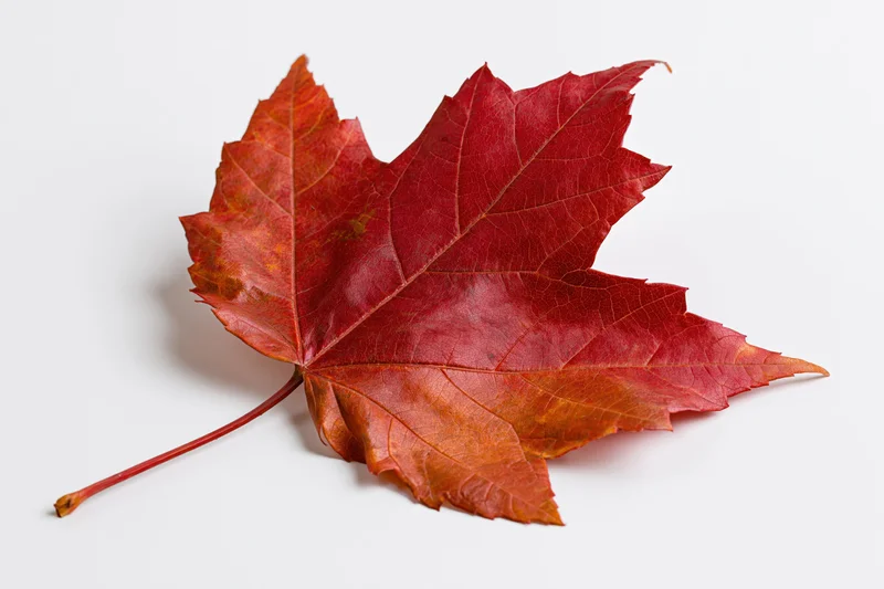 Single red maple leaf lying flat on white background