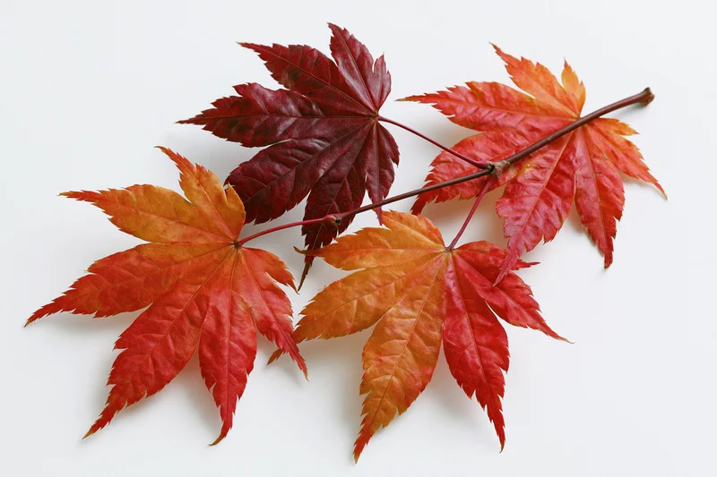 Small japanese maple branch with five autumn leaves arranged on white background