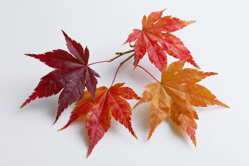 Small japanese maple branch with five autumn leaves arranged on white background