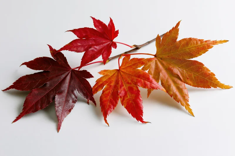 Small japanese maple branch with five autumn leaves arranged on white background