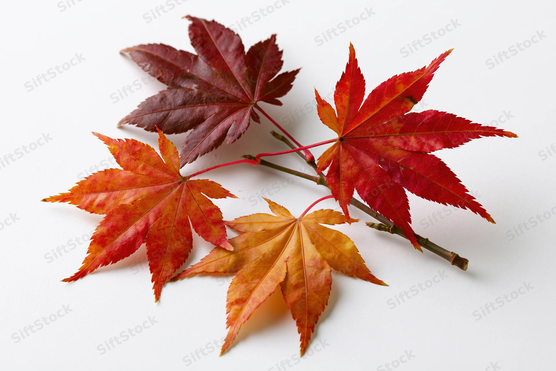 Small Japanese maple branch with five autumn leaves arranged on white background