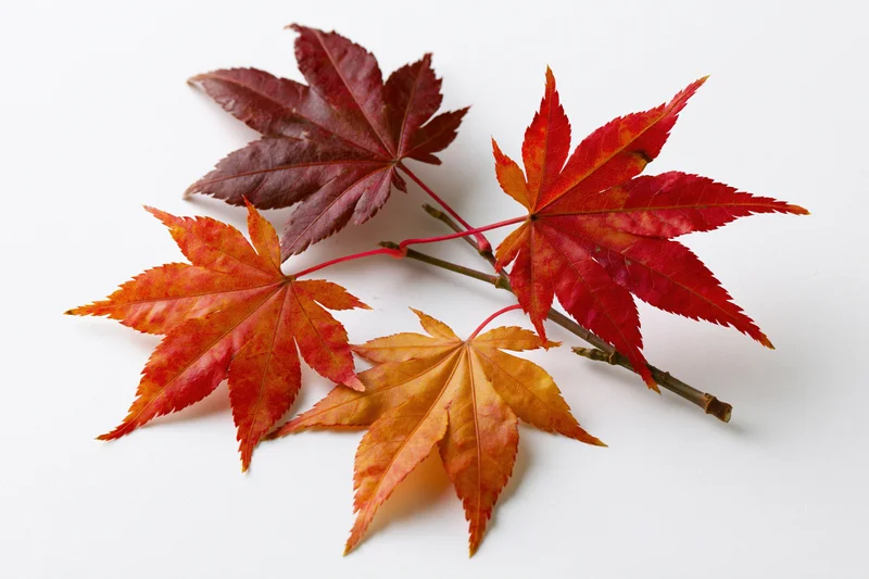 Small Japanese maple branch with five autumn leaves arranged on white background
