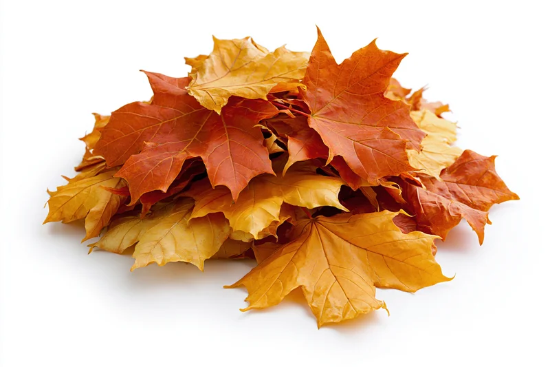 A loose pile of fallen autumn maple leaves heaped on a white surface