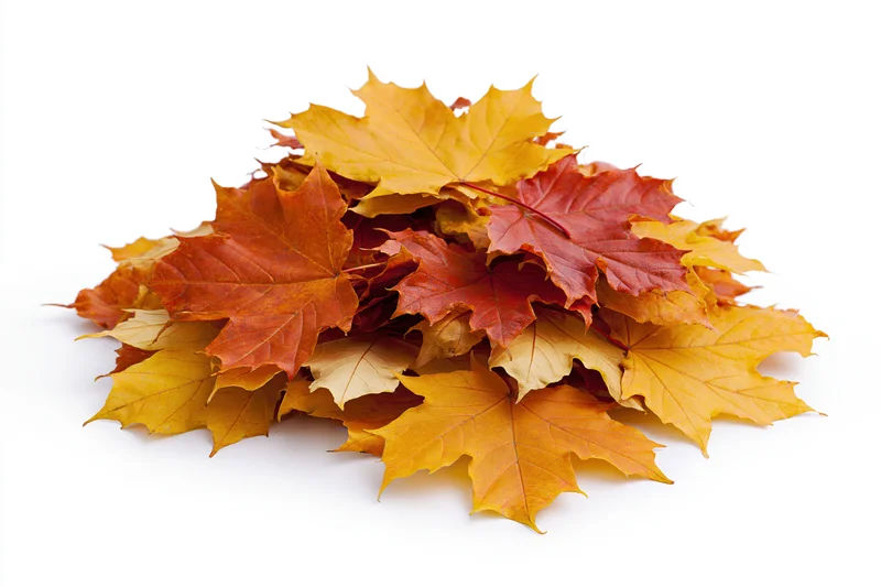 A pile of fallen autumn maple leaves heaped loosely on a white background