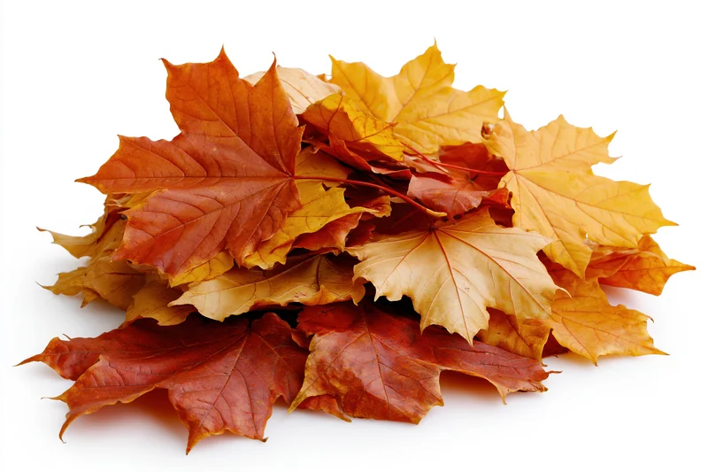 Small pile of fallen autumn maple leaves heaped loosely together