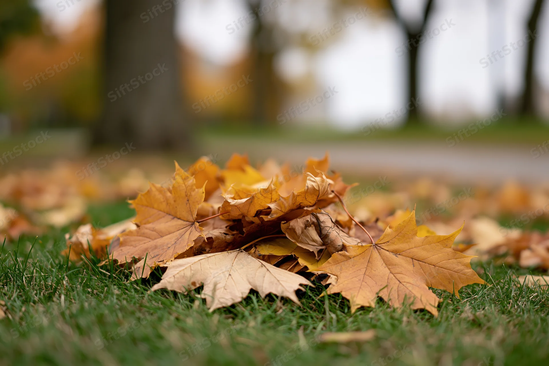 Pile of fallen maple leaves resting on short green grass in autumn park