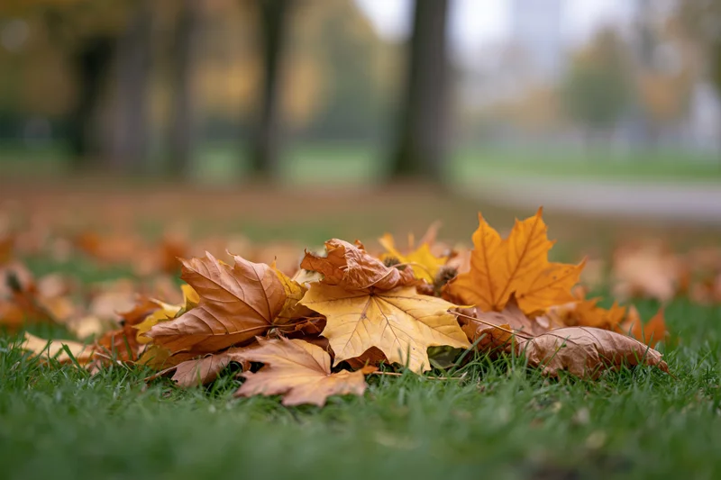 Fallen maple leaves piled on short green grass in a park with blurred trees in background