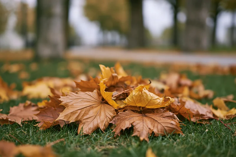 Pile of fallen maple leaves resting on green grass in a park