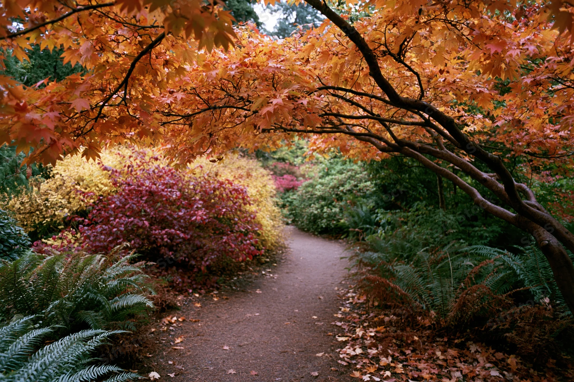 Winding dirt path through autumn foliage in a garden surrounded by colorful trees and ferns