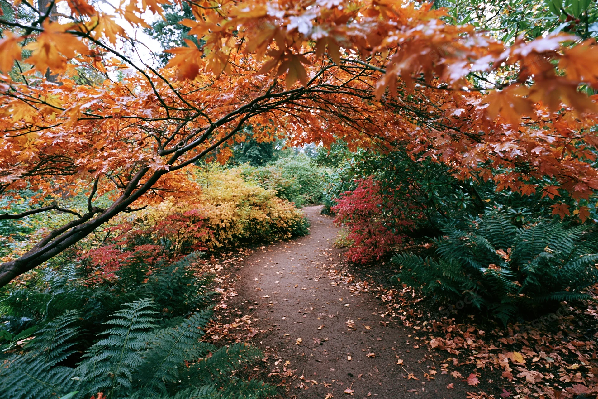 Winding dirt path through autumn foliage in a garden surrounded by colorful trees and ferns
