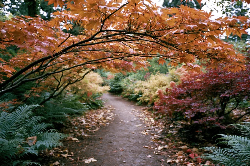 Winding dirt garden path lined with autumn foliage and ferns leading into a wooded area