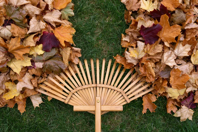 Wooden fan rake clearing fallen autumn leaves from a lawn
