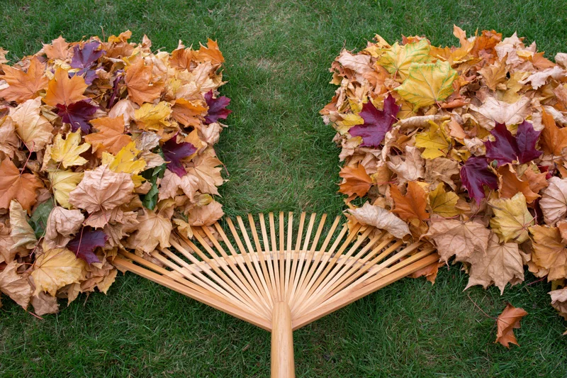 Wooden rake clearing fallen autumn leaves from a green lawn