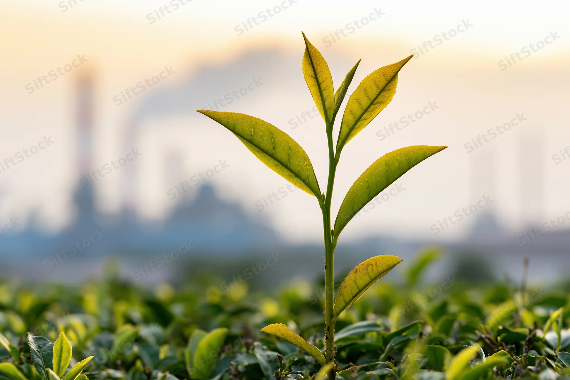 Young green tea plant shoot rising above dense crop field in morning light with blurred industrial background