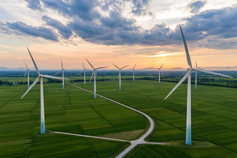 Wind turbines arranged in rows across a green rice field at sunset