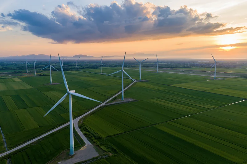 Wind turbines spread across flat green rice fields at sunset