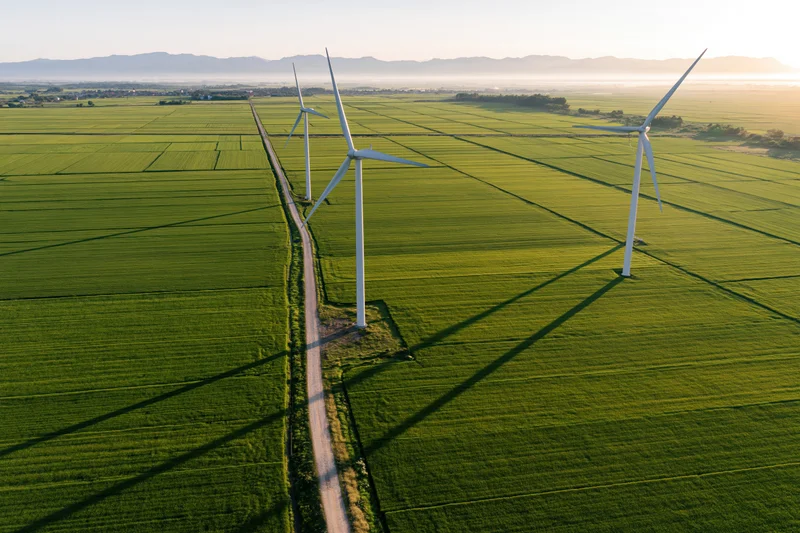 Three wind turbines aligned along a dirt road through green rice fields at sunrise