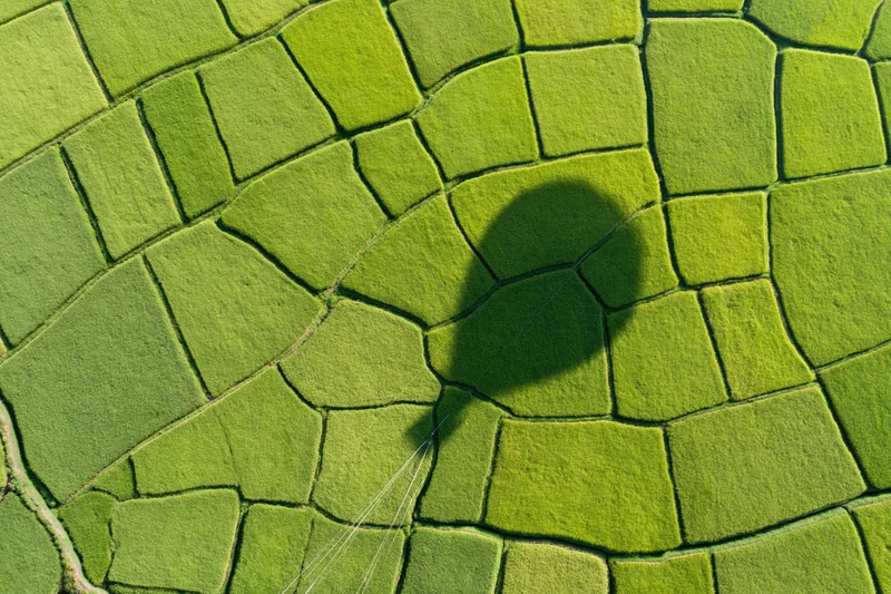 Aerial topdown view of patchwork rice paddies in green farmland