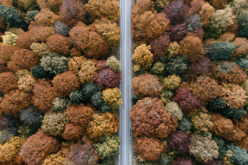 Narrow two-lane road cutting through dense autumn forest from aerial top-down view