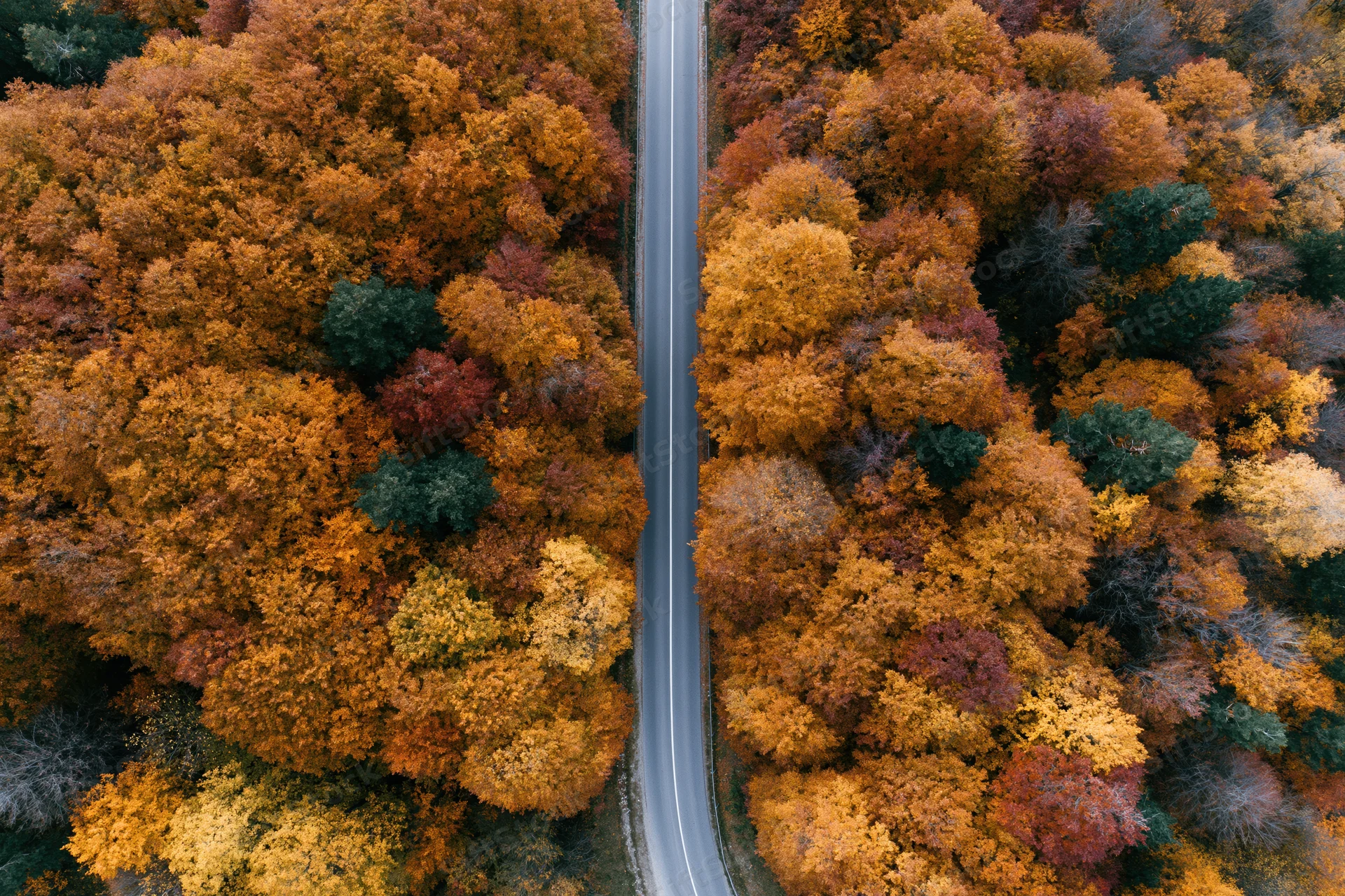 Narrow two-lane road winding through dense autumn forest from aerial top-down view