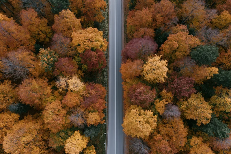Narrow two-lane road cutting through dense autumn forest from aerial top-down view