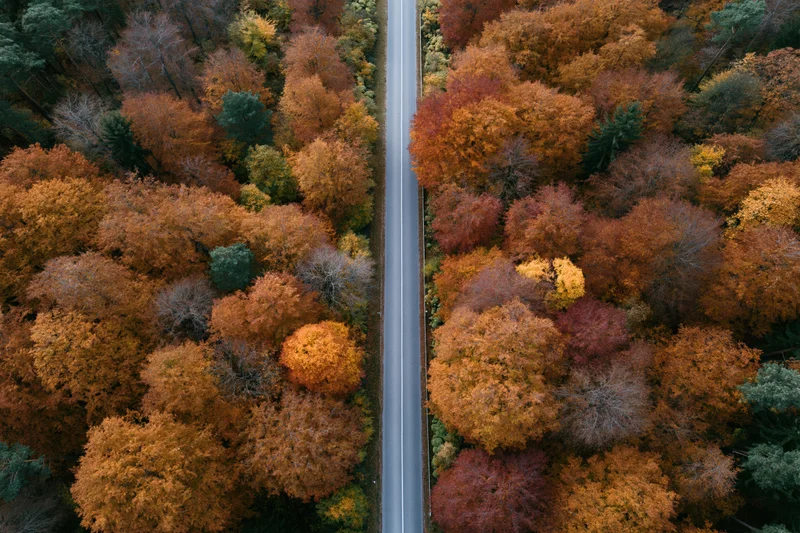 Narrow two-lane road cutting through dense autumn forest from aerial top-down view