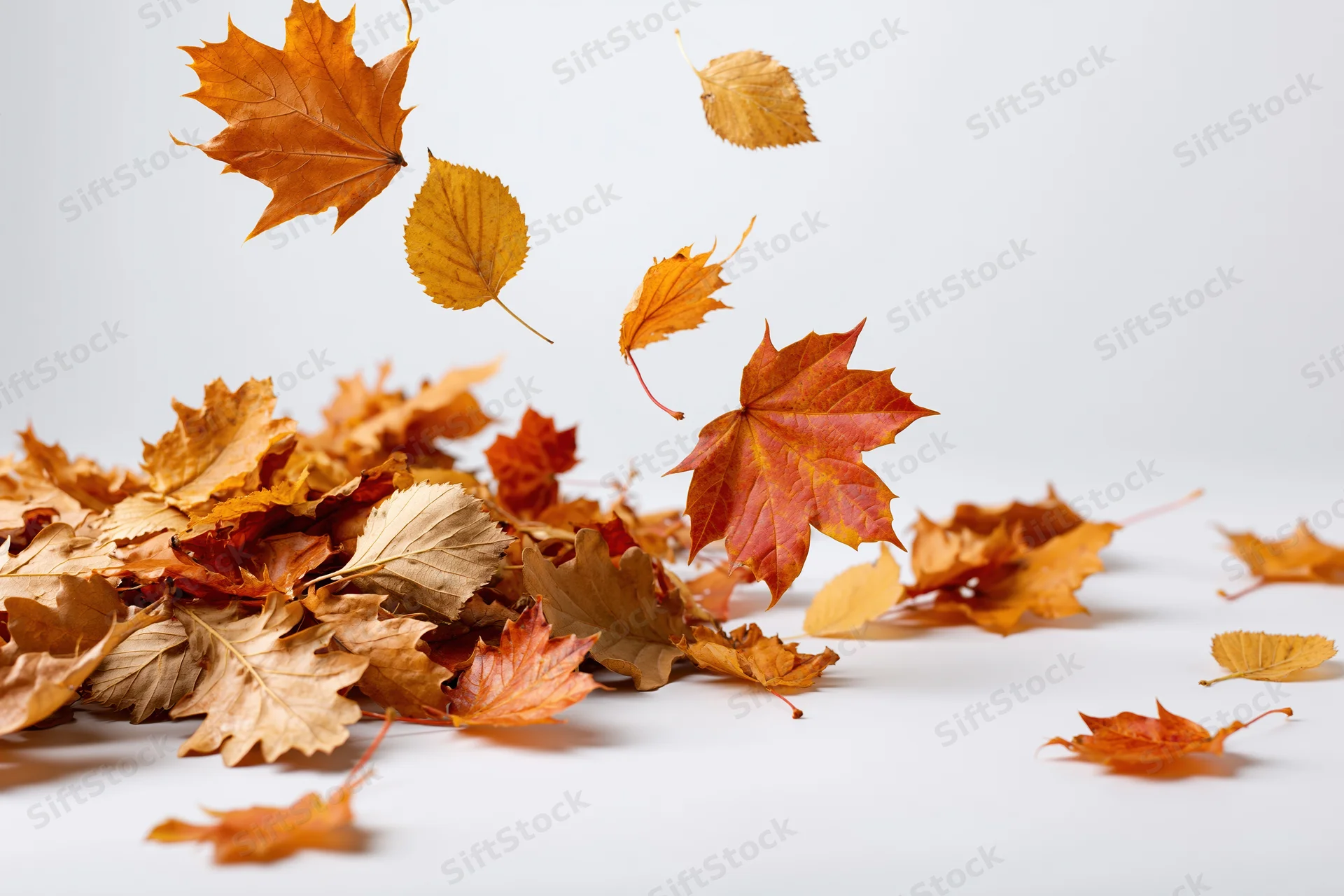 Assorted autumn leaves falling and scattered on a white surface with copyspace