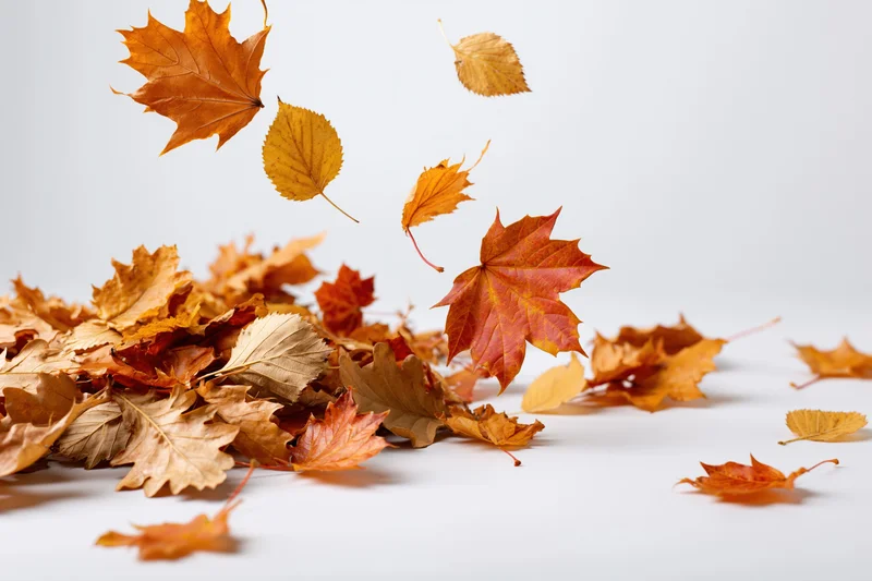Assorted autumn leaves falling and scattered on a white surface with copyspace