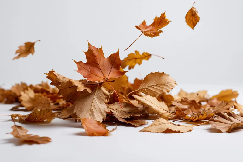 Assorted autumn leaves scattered and mid-fall on white surface with copyspace