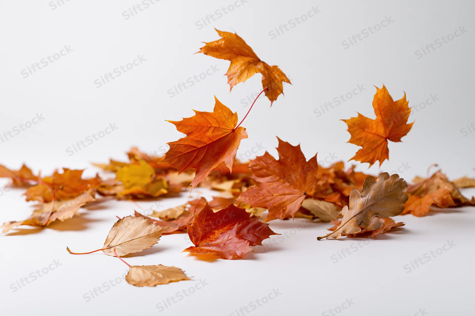Autumn leaves scattered and falling on white surface with copyspace