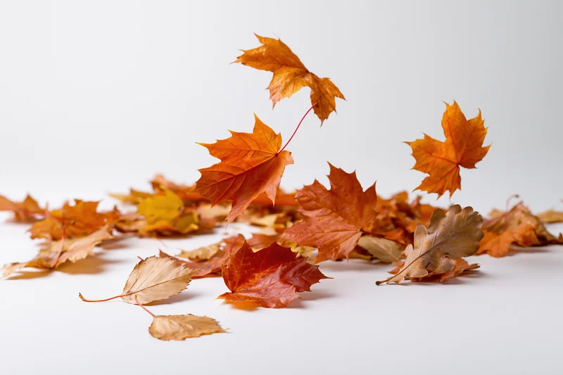 Autumn leaves scattered and falling on white surface with copyspace