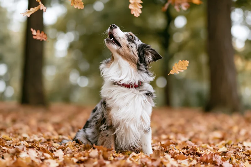 Australian shepherd dog sitting upright in fallen autumn leaves looking up at falling foliage in a forest setting