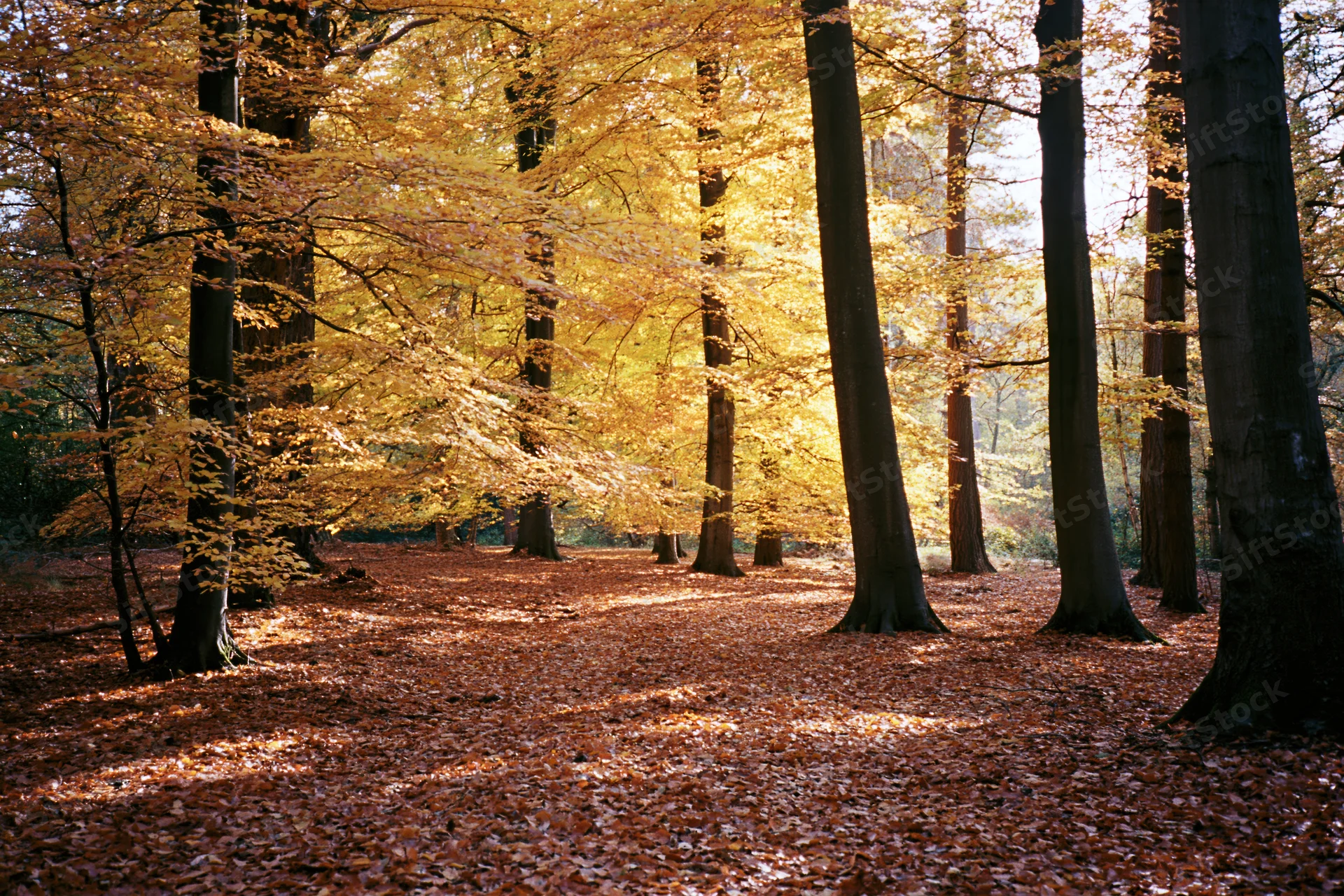 Autumn deciduous forest floor covered in fallen rust-red and golden leaves under sunlight filtering through trees