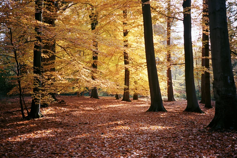 Autumn deciduous forest floor covered in fallen rust-red and golden leaves under sunlight filtering through trees