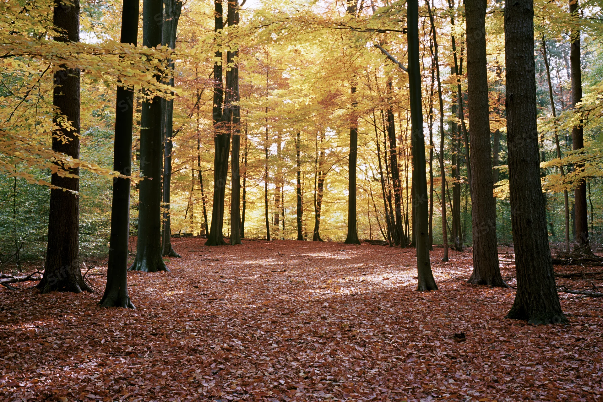 Autumn deciduous forest floor covered in fallen rust-red and golden leaves under tall trees with dappled sunlight filtering through canopy