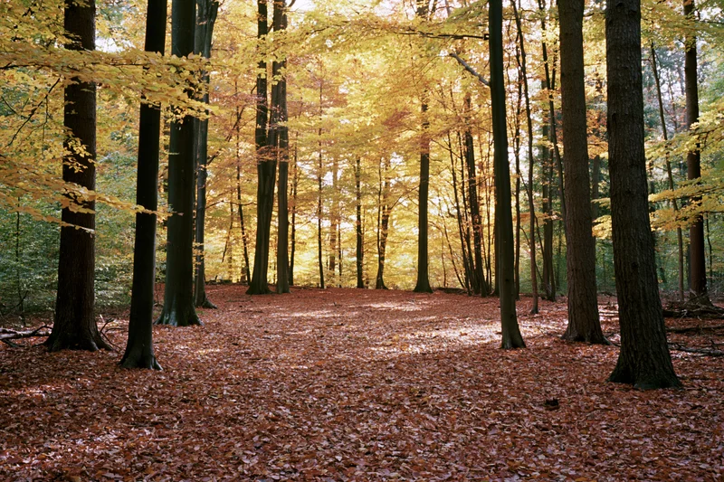 Autumn deciduous forest floor covered in fallen rust-red and golden leaves under tall trees with dappled sunlight filtering through canopy