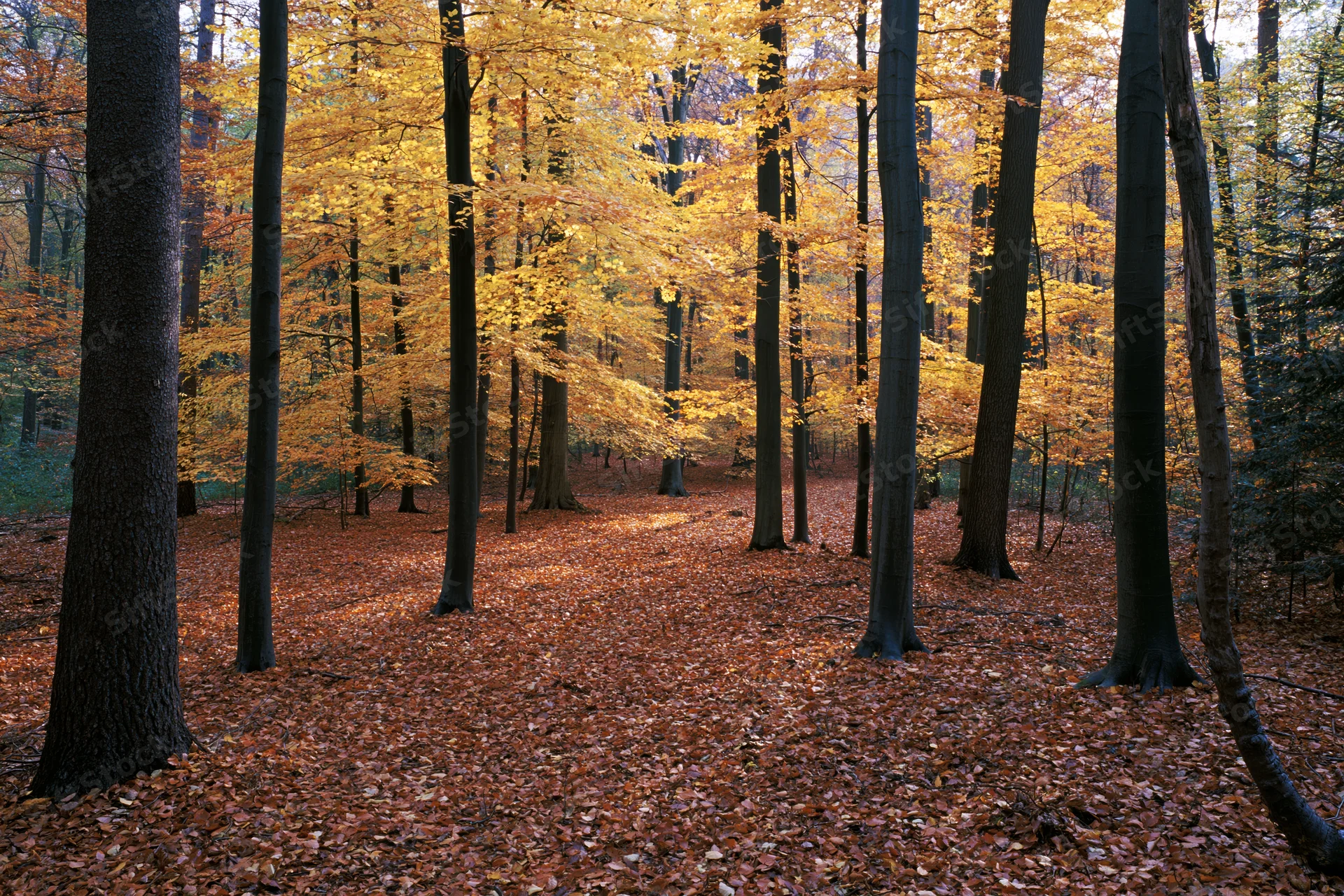 Autumn deciduous forest floor covered in fallen rust-red and orange leaves under tall trees with golden foliage