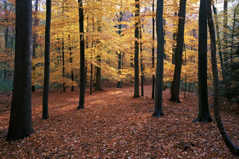 Autumn deciduous forest floor covered in fallen rust-red and orange leaves under tall trees with golden foliage
