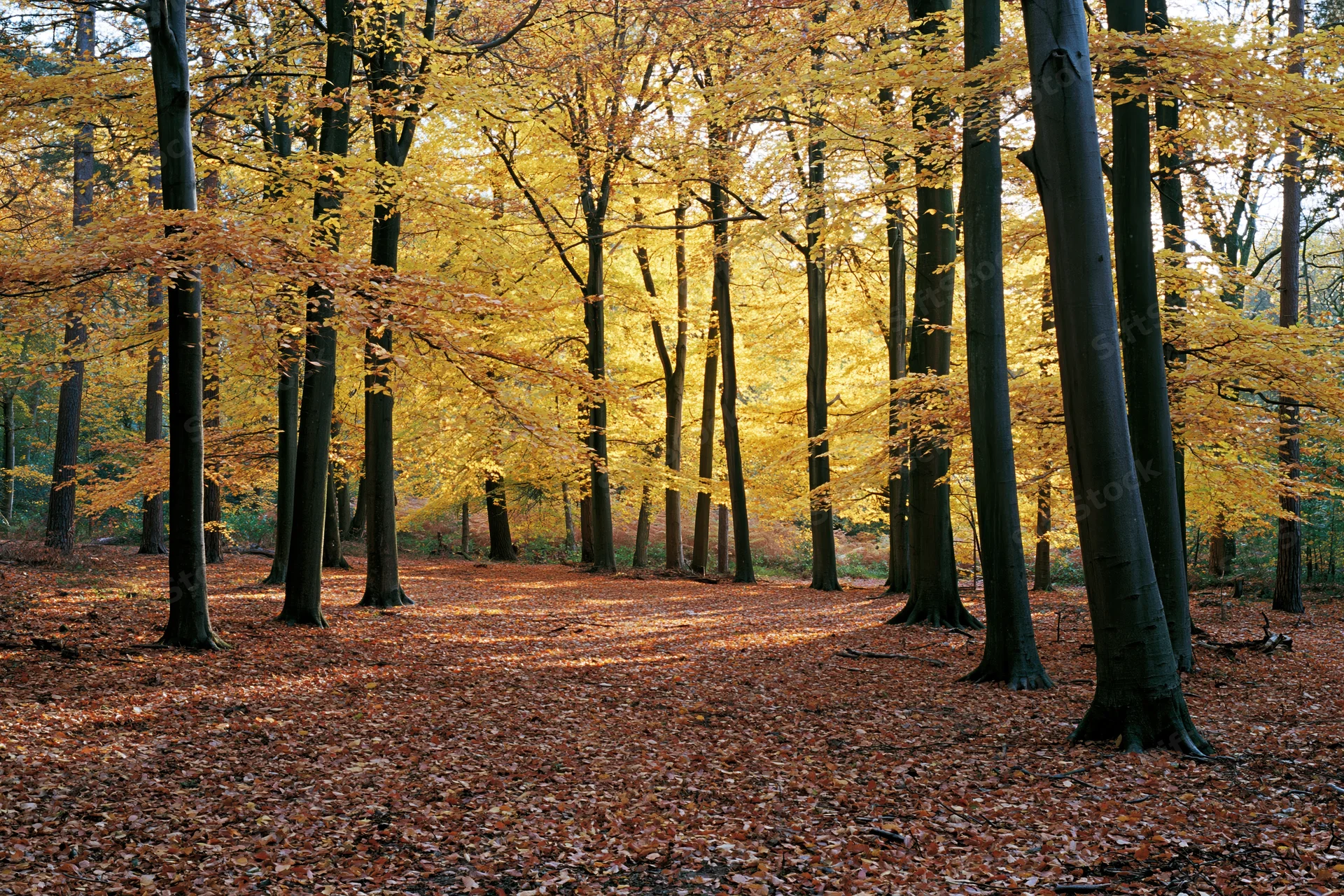 Autumn deciduous forest floor covered in fallen rust-red and golden leaves under dappled sunlight